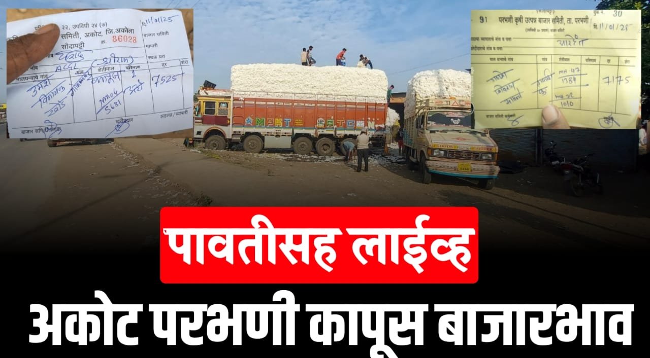 परभणी अकोट कापूस